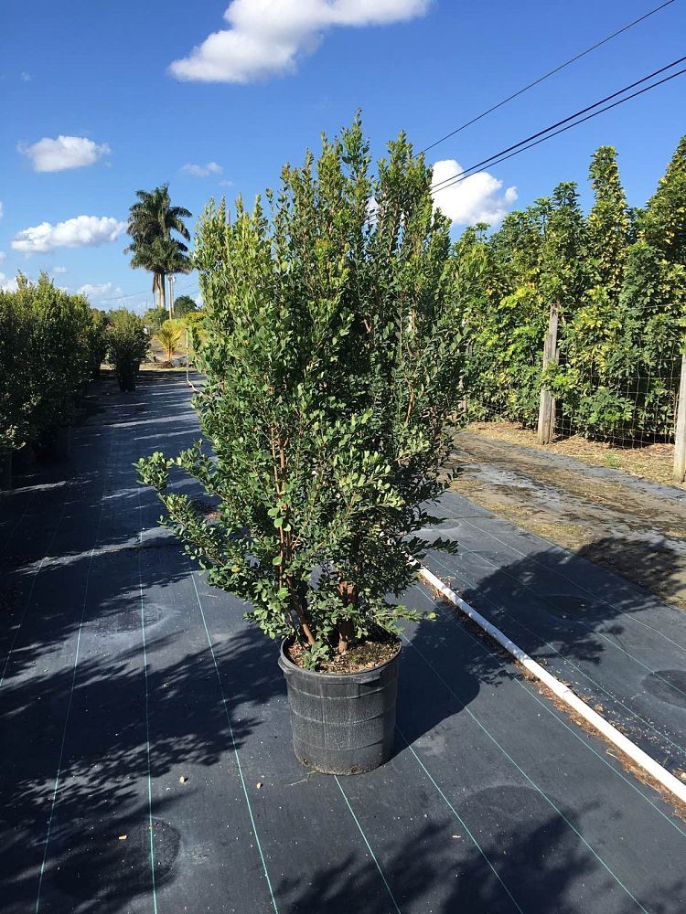 eugenia-foetida-spanish-stopper