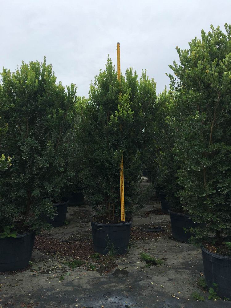 eugenia-foetida-spanish-stopper