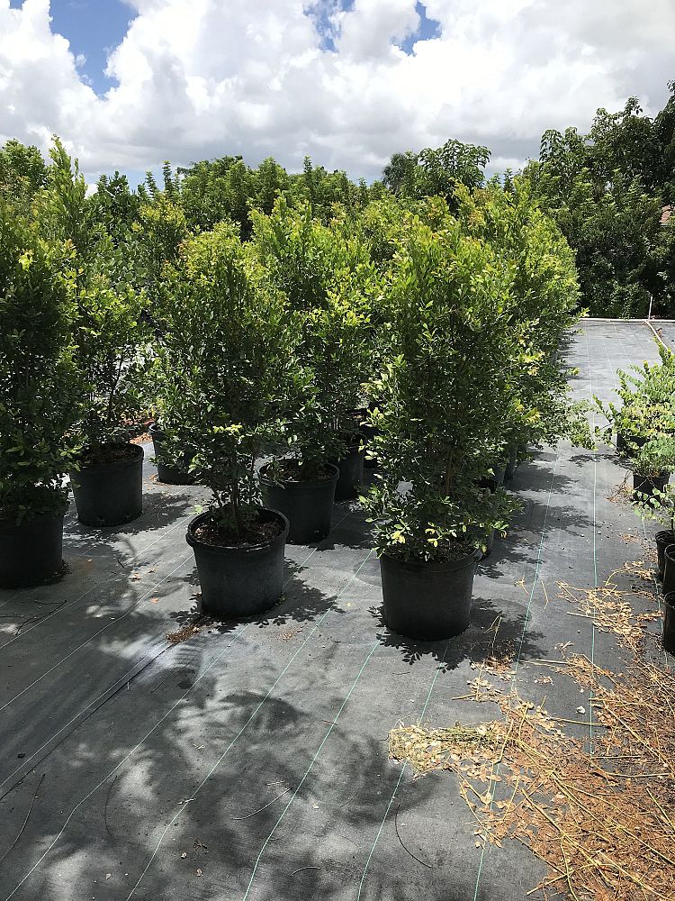 eugenia-foetida-spanish-stopper