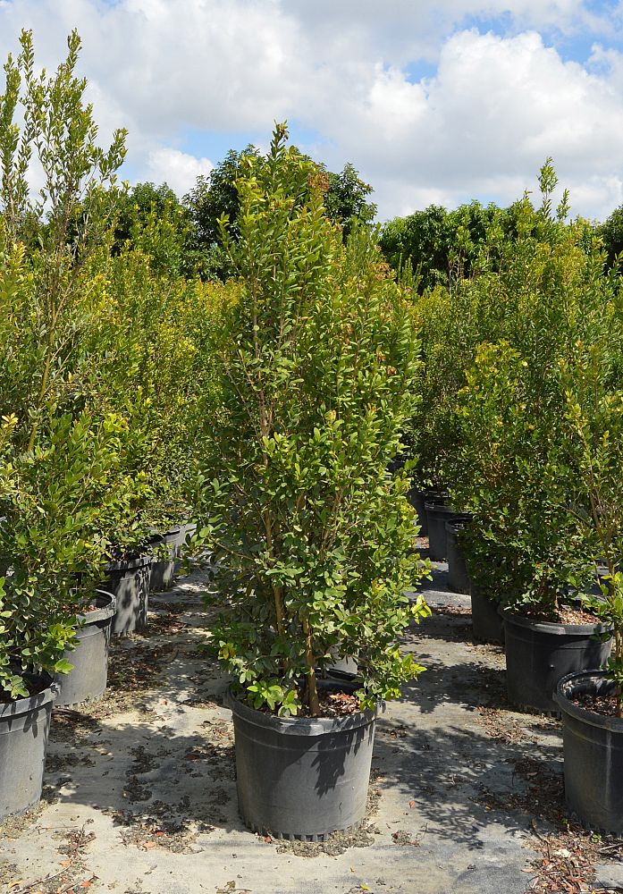 eugenia-foetida-spanish-stopper