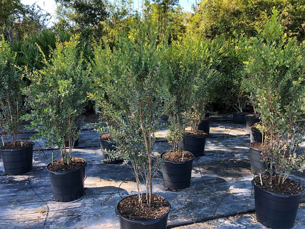 eugenia-foetida-spanish-stopper