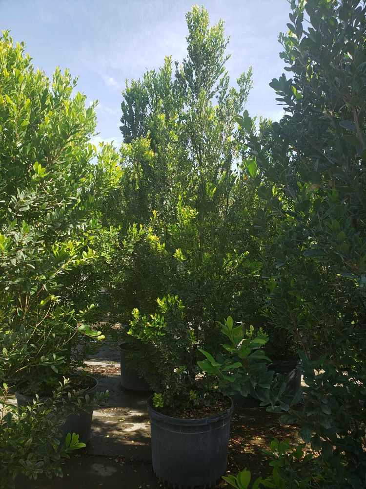 eugenia-foetida-spanish-stopper