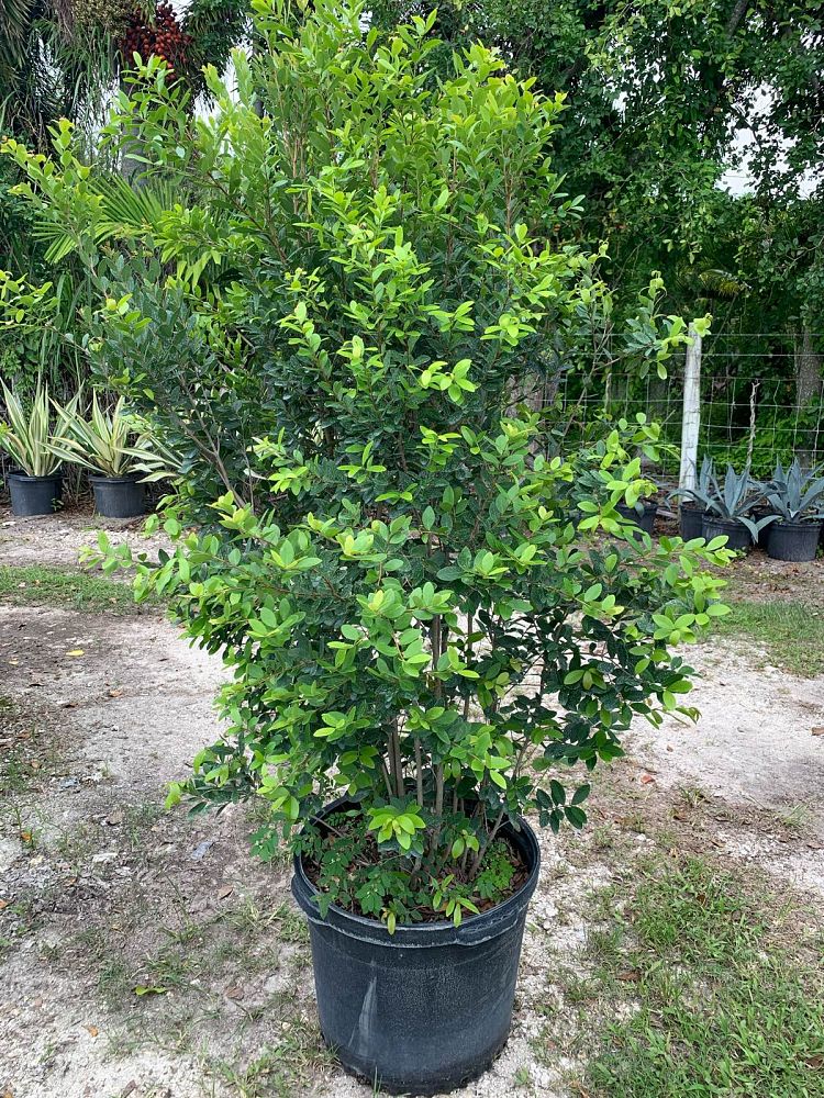 eugenia-foetida-spanish-stopper