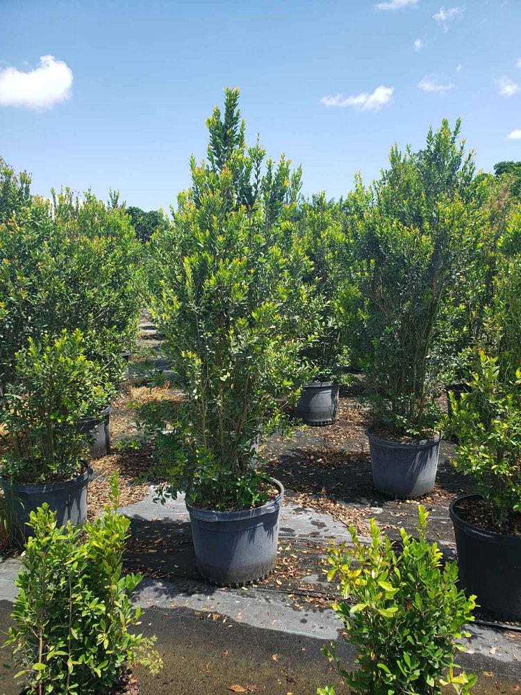 eugenia-foetida-spanish-stopper