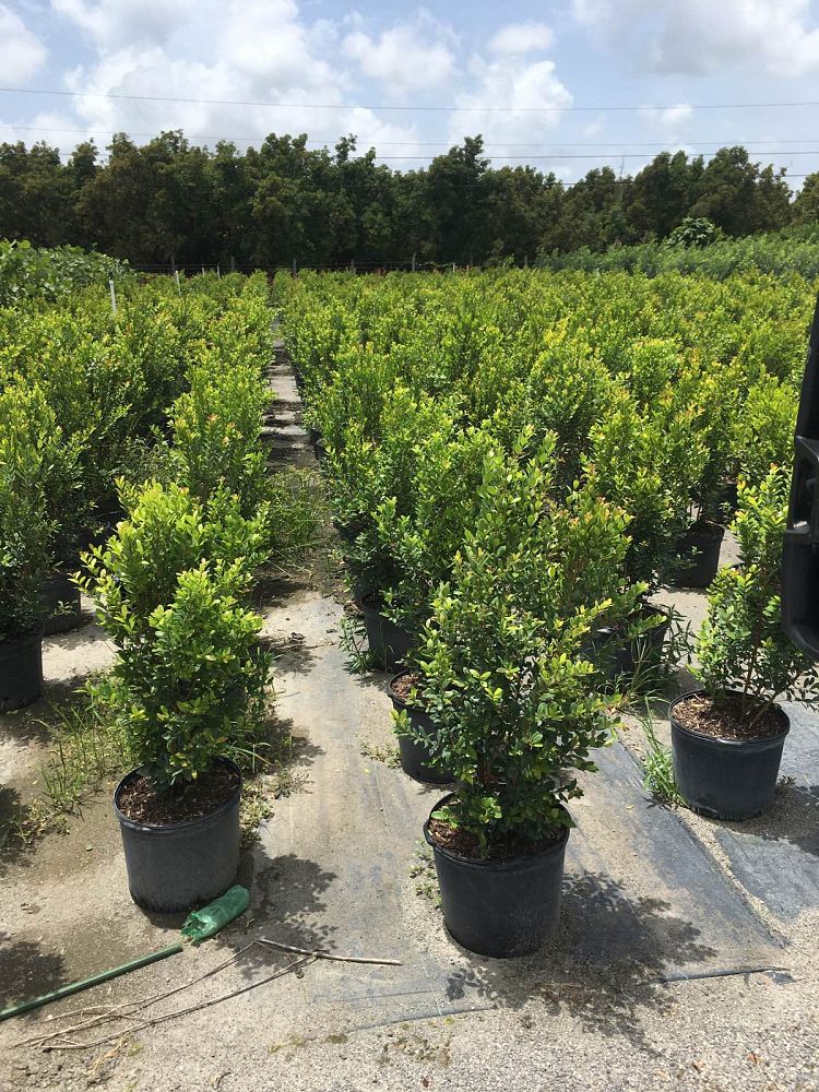 eugenia-foetida-spanish-stopper