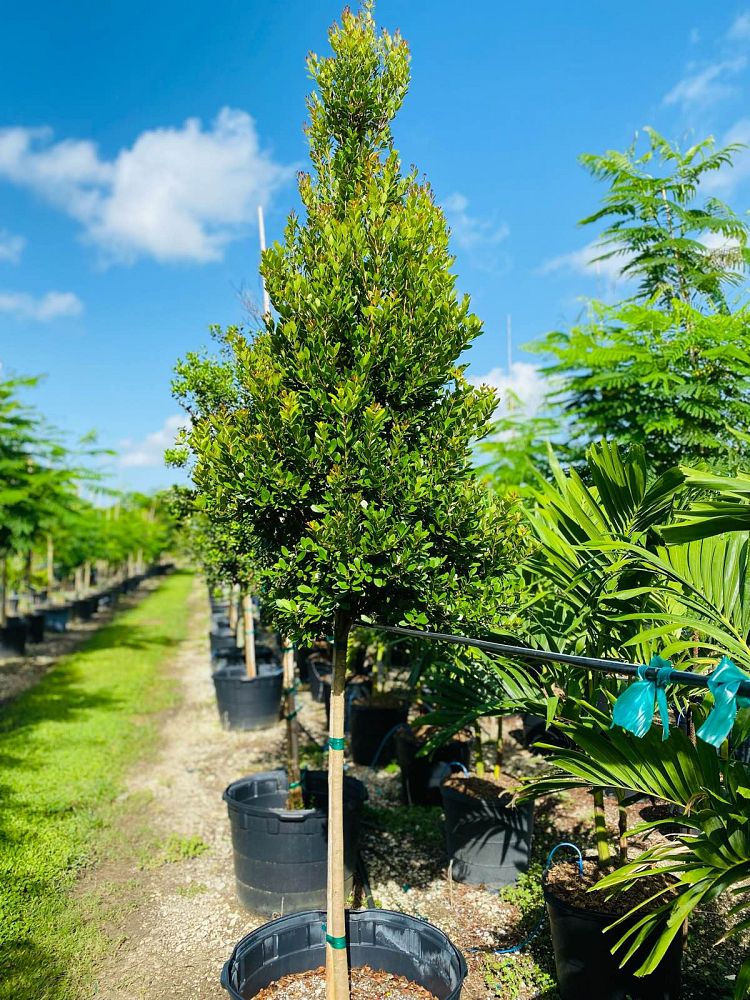 eugenia-foetida-spanish-stopper