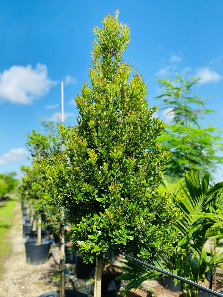 eugenia-foetida-spanish-stopper