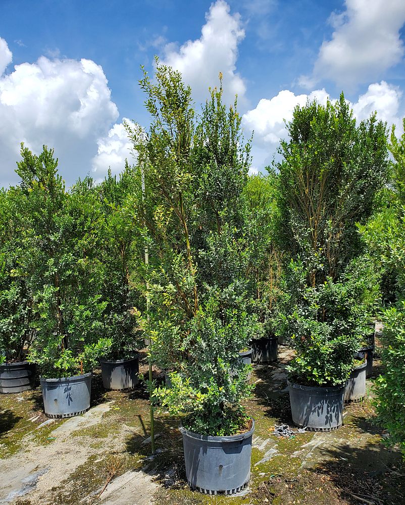 eugenia-foetida-spanish-stopper