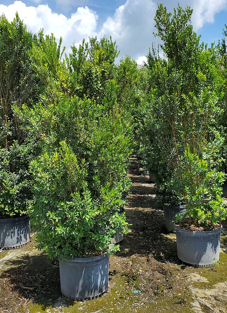 eugenia-foetida-spanish-stopper
