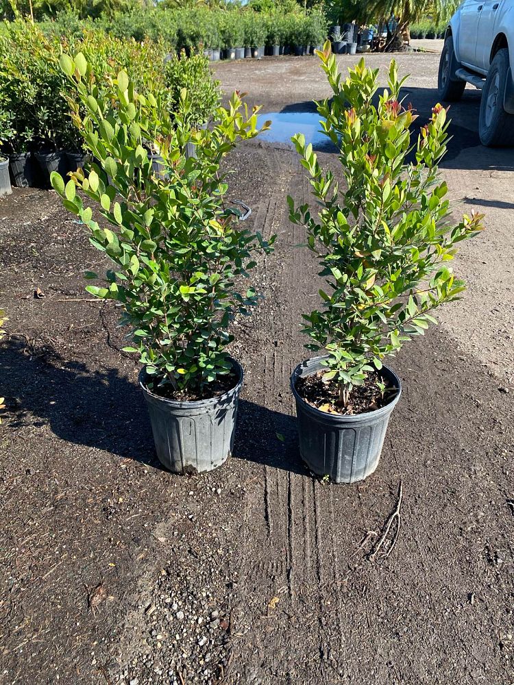 eugenia-foetida-spanish-stopper