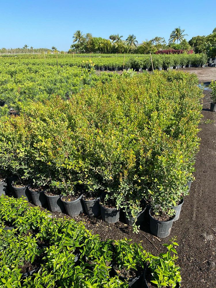 eugenia-foetida-spanish-stopper