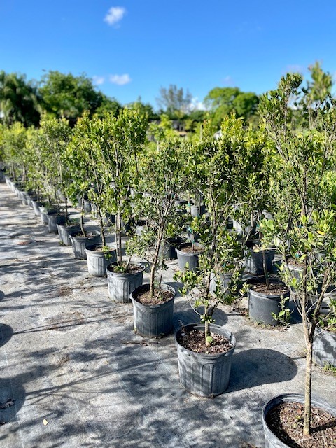 eugenia-foetida-spanish-stopper
