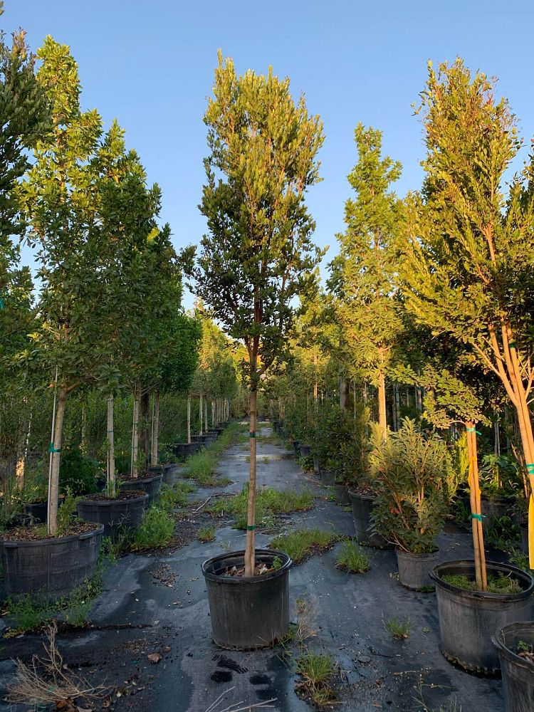 eugenia-foetida-spanish-stopper