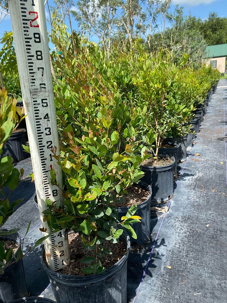 eugenia-foetida-spanish-stopper