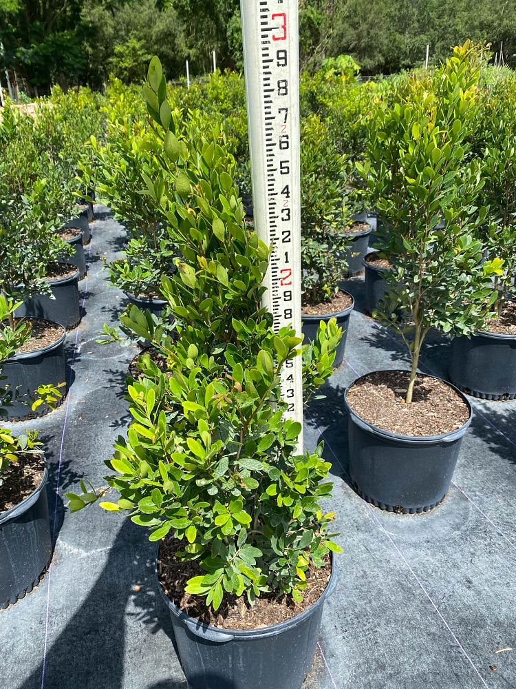 eugenia-foetida-spanish-stopper