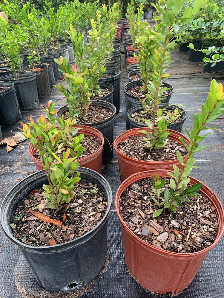 eugenia-foetida-spanish-stopper