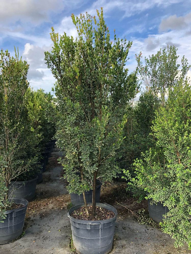 eugenia-foetida-spanish-stopper