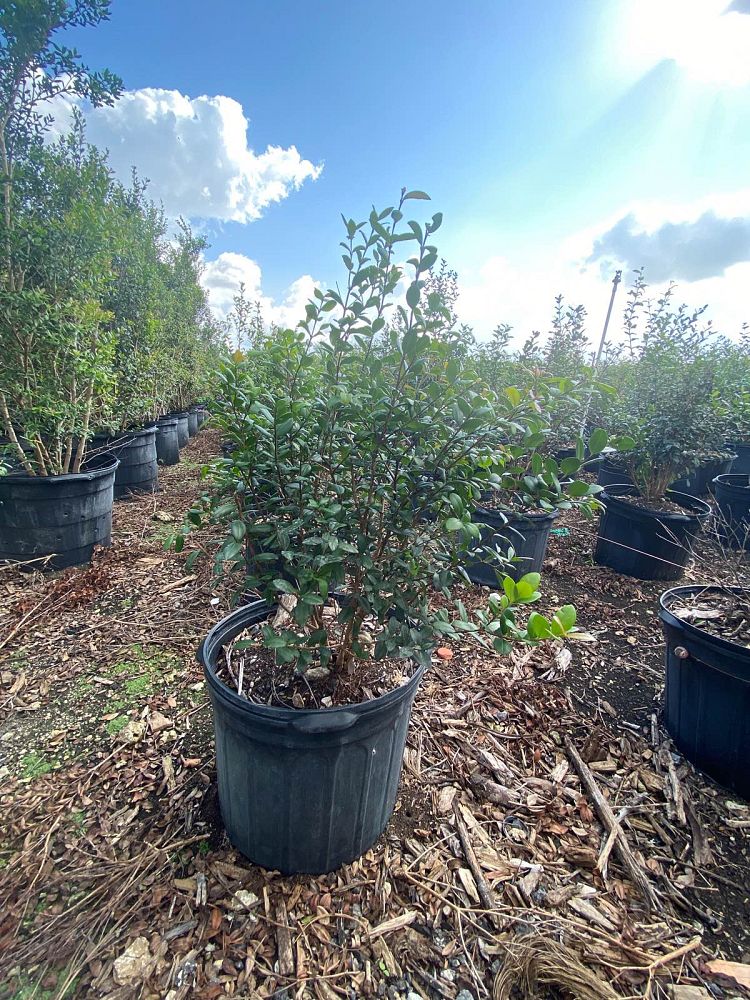 eugenia-foetida-spanish-stopper