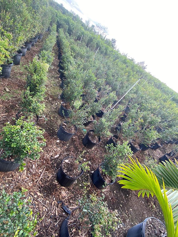 eugenia-foetida-spanish-stopper