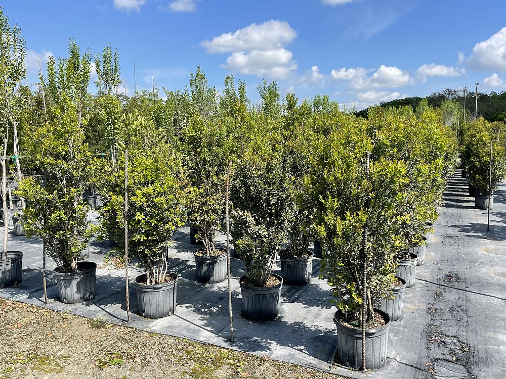 eugenia-foetida-spanish-stopper