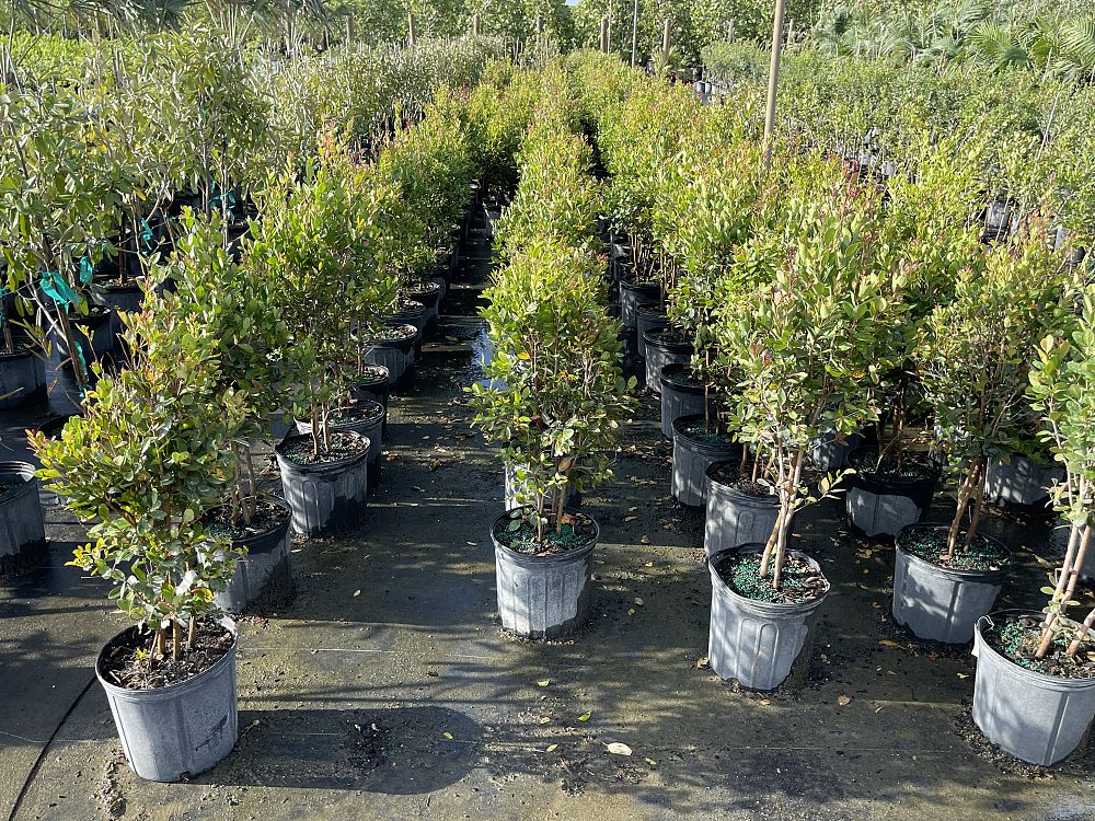 eugenia-foetida-spanish-stopper
