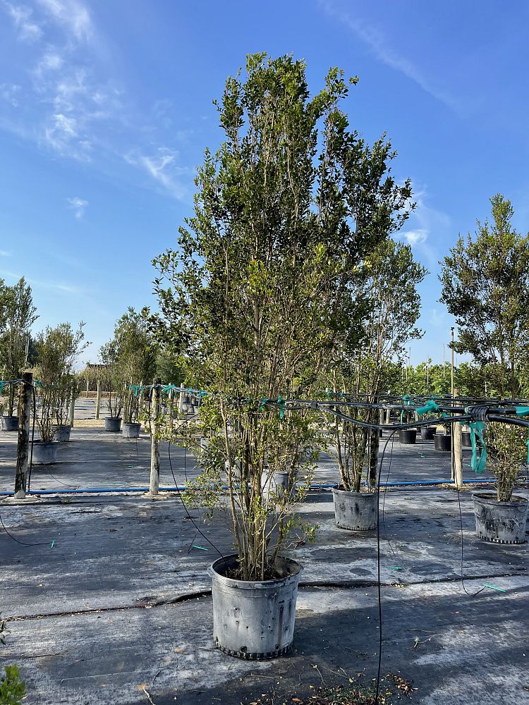 eugenia-foetida-spanish-stopper