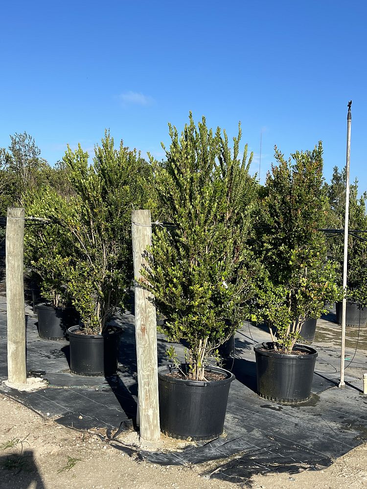 eugenia-foetida-spanish-stopper