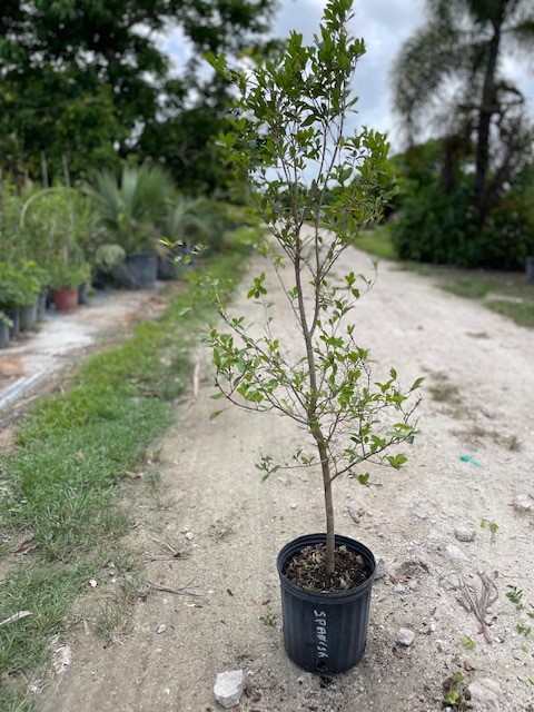 eugenia-foetida-spanish-stopper