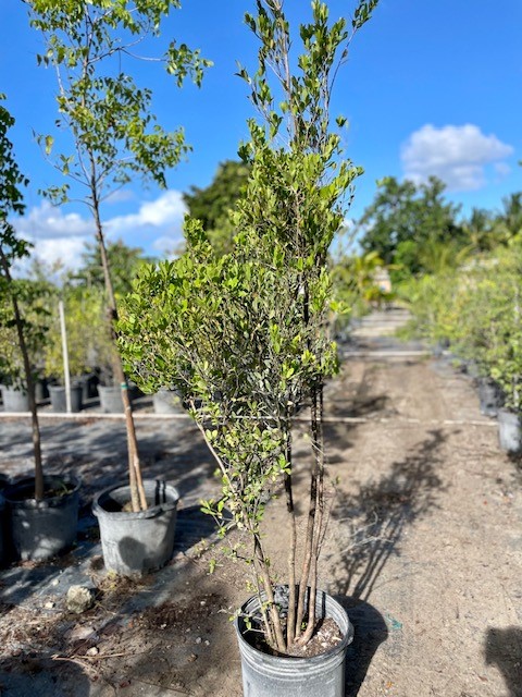 eugenia-foetida-spanish-stopper