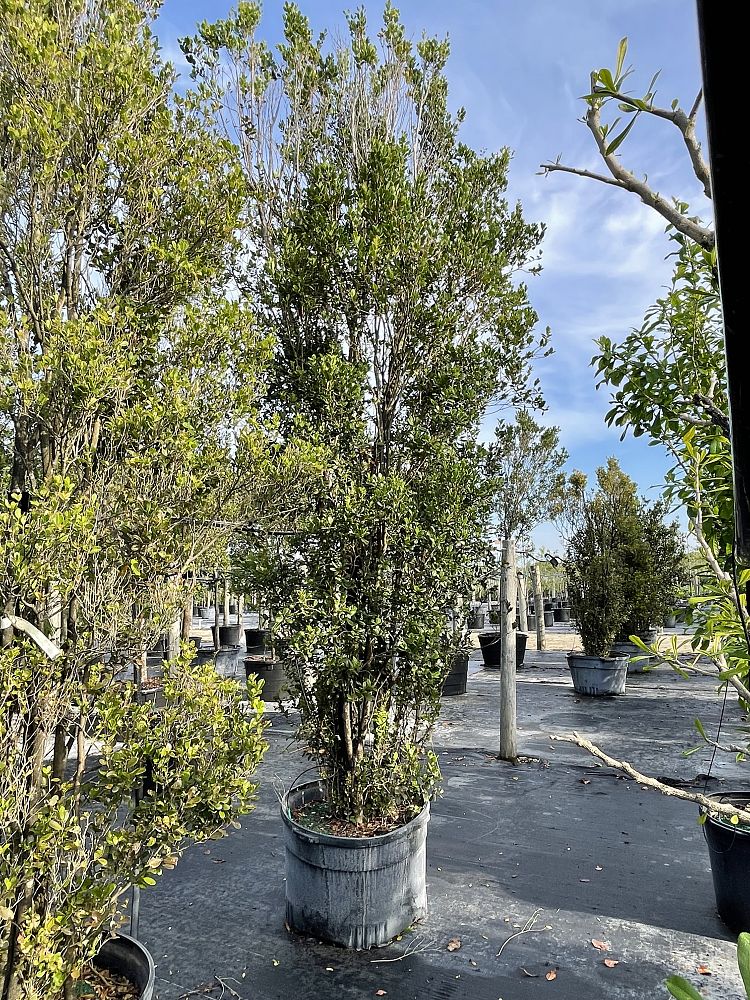 eugenia-foetida-spanish-stopper