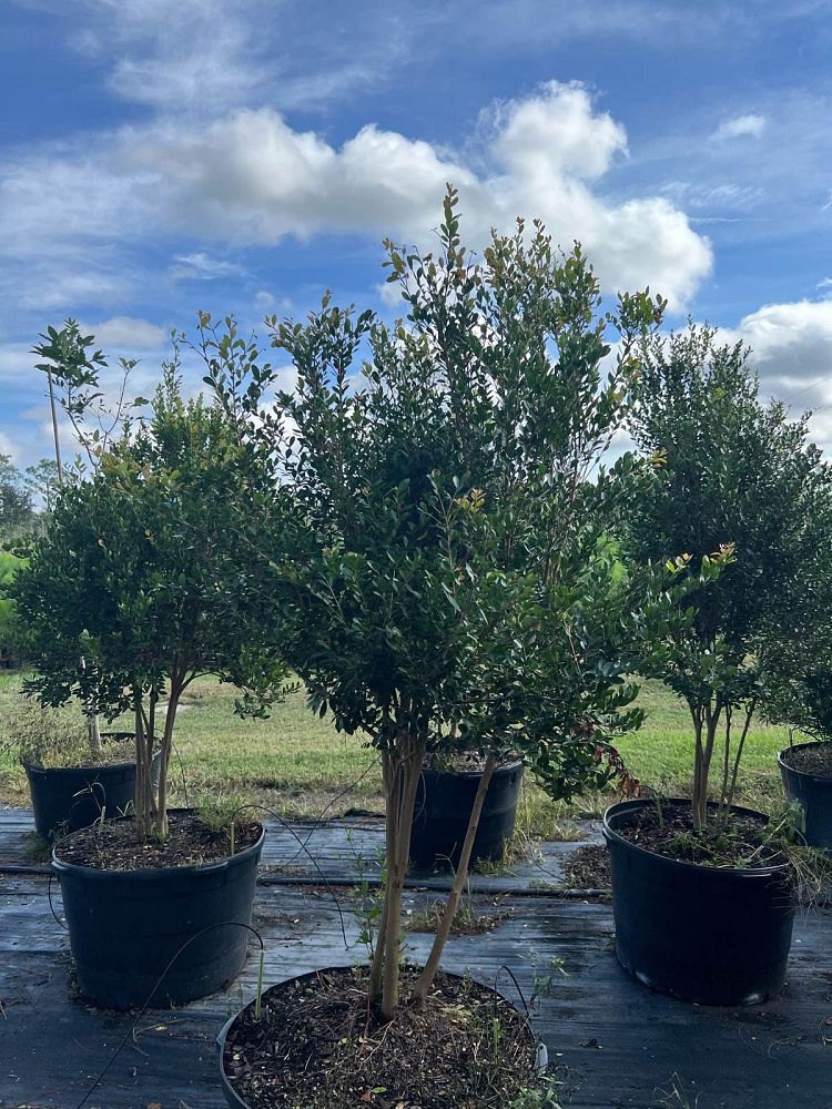eugenia-foetida-spanish-stopper