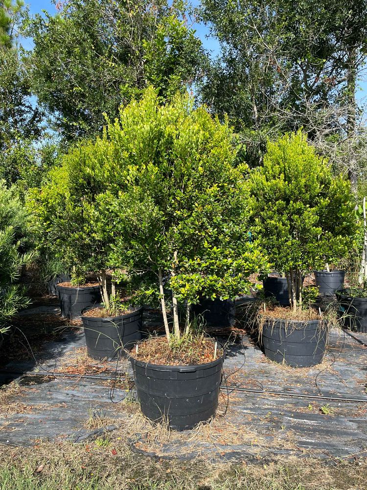 eugenia-foetida-spanish-stopper