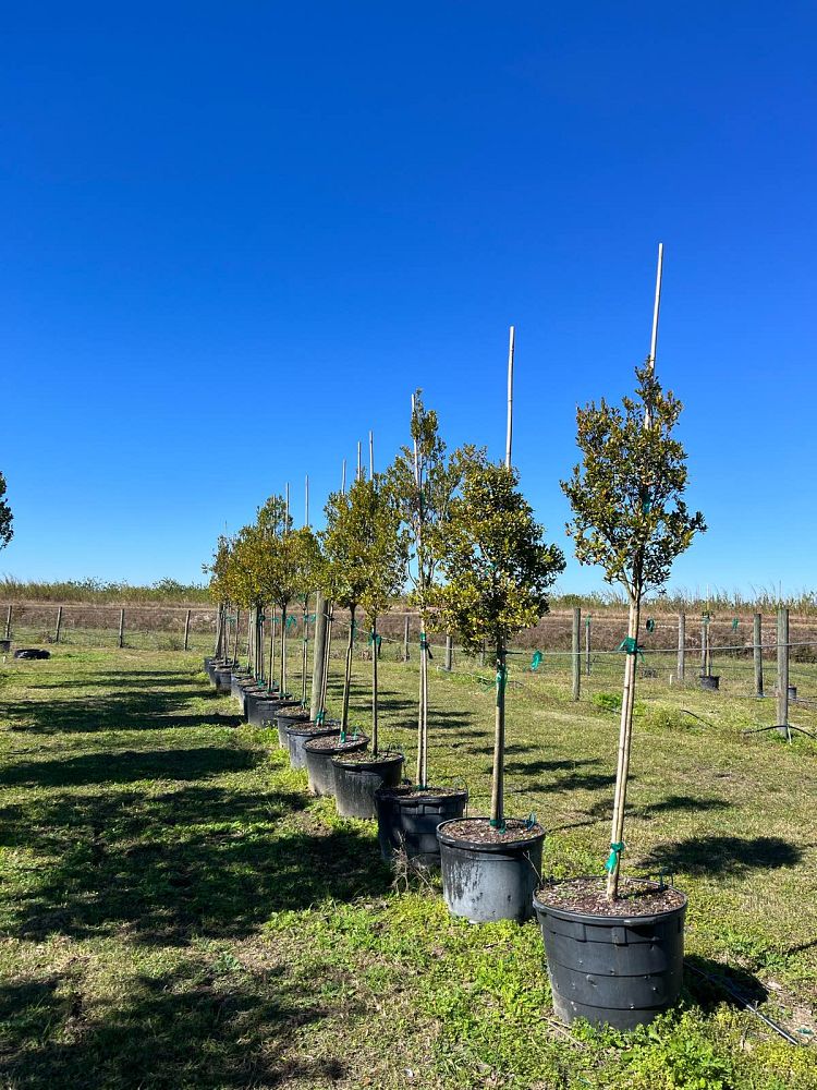eugenia-foetida-spanish-stopper