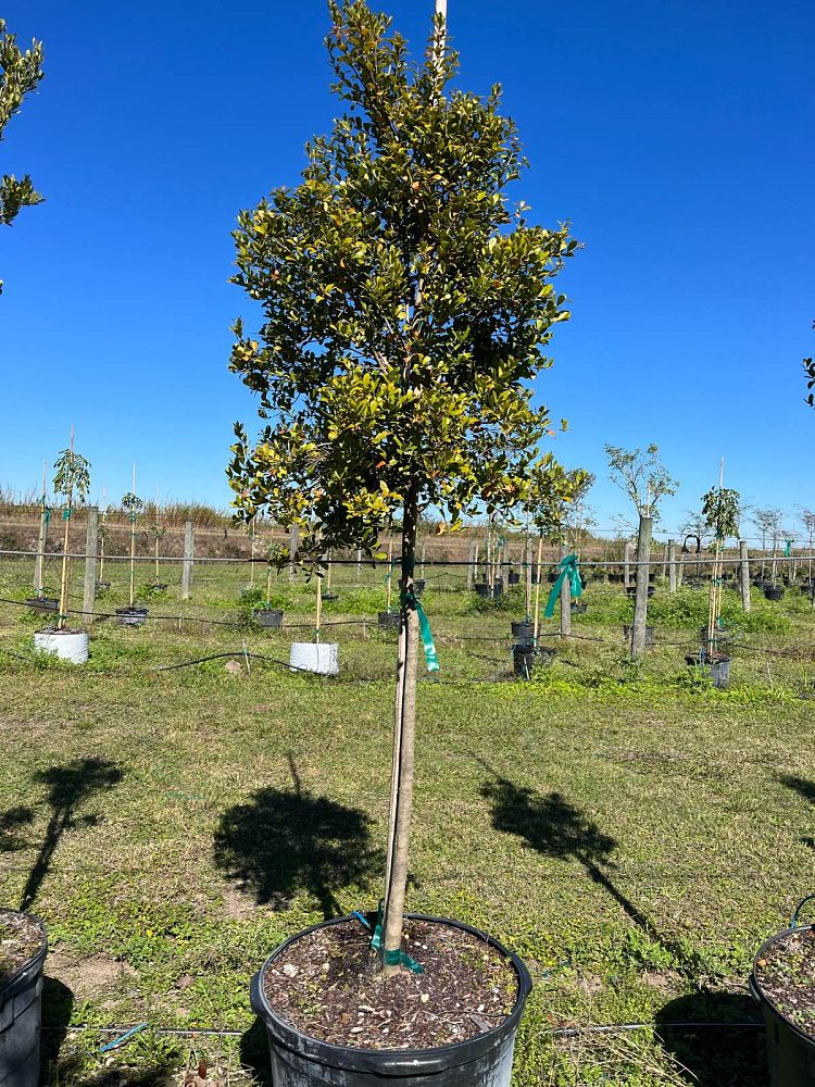 eugenia-foetida-spanish-stopper