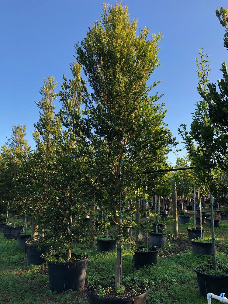 eugenia-foetida-spanish-stopper