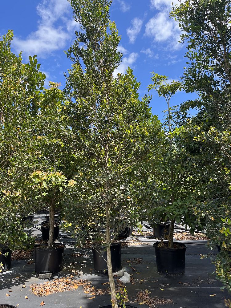 eugenia-foetida-spanish-stopper