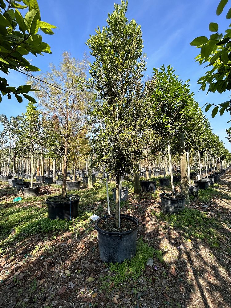 eugenia-foetida-spanish-stopper