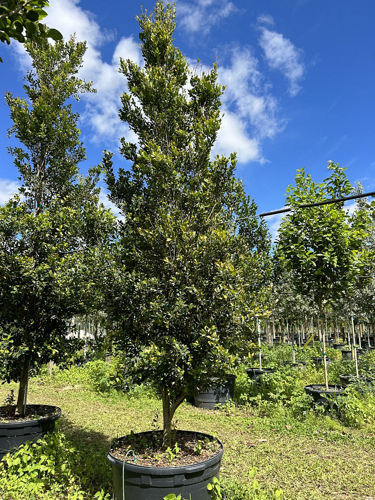 eugenia-foetida-spanish-stopper