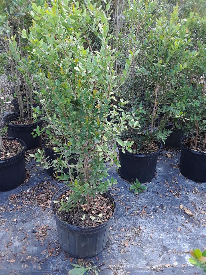 eugenia-foetida-spanish-stopper