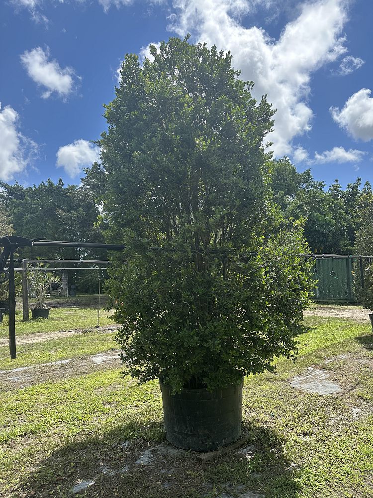 eugenia-foetida-spanish-stopper