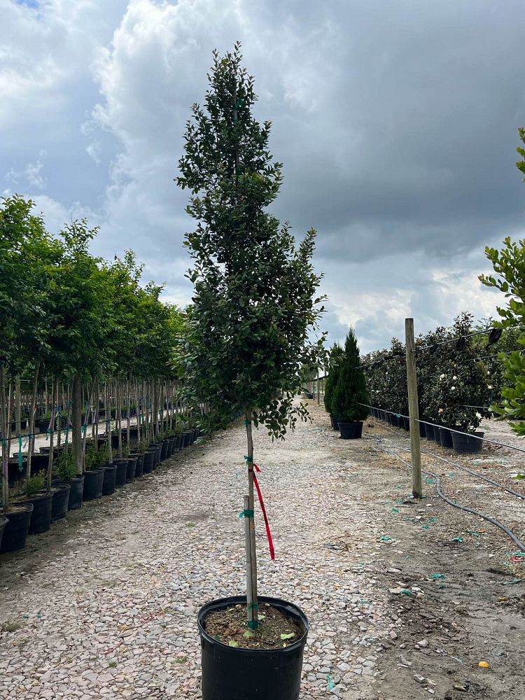 eugenia-foetida-spanish-stopper