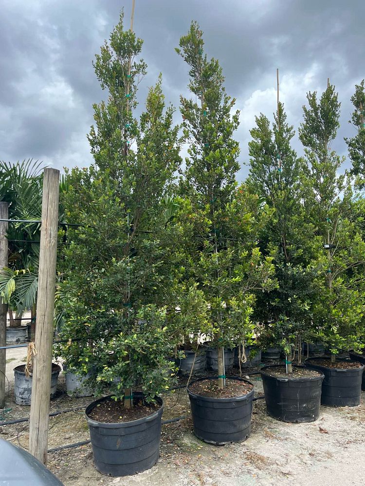 eugenia-foetida-spanish-stopper