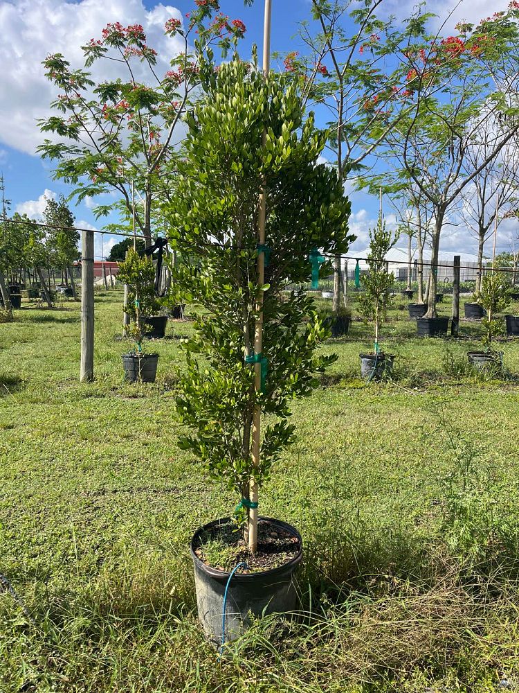 eugenia-foetida-spanish-stopper