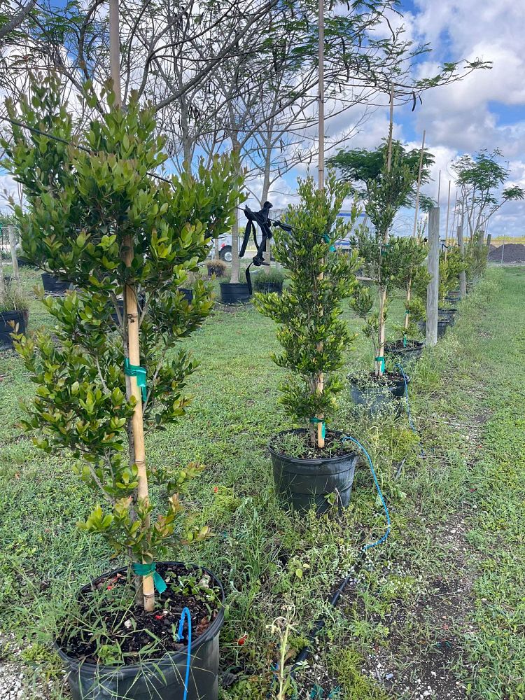 eugenia-foetida-spanish-stopper