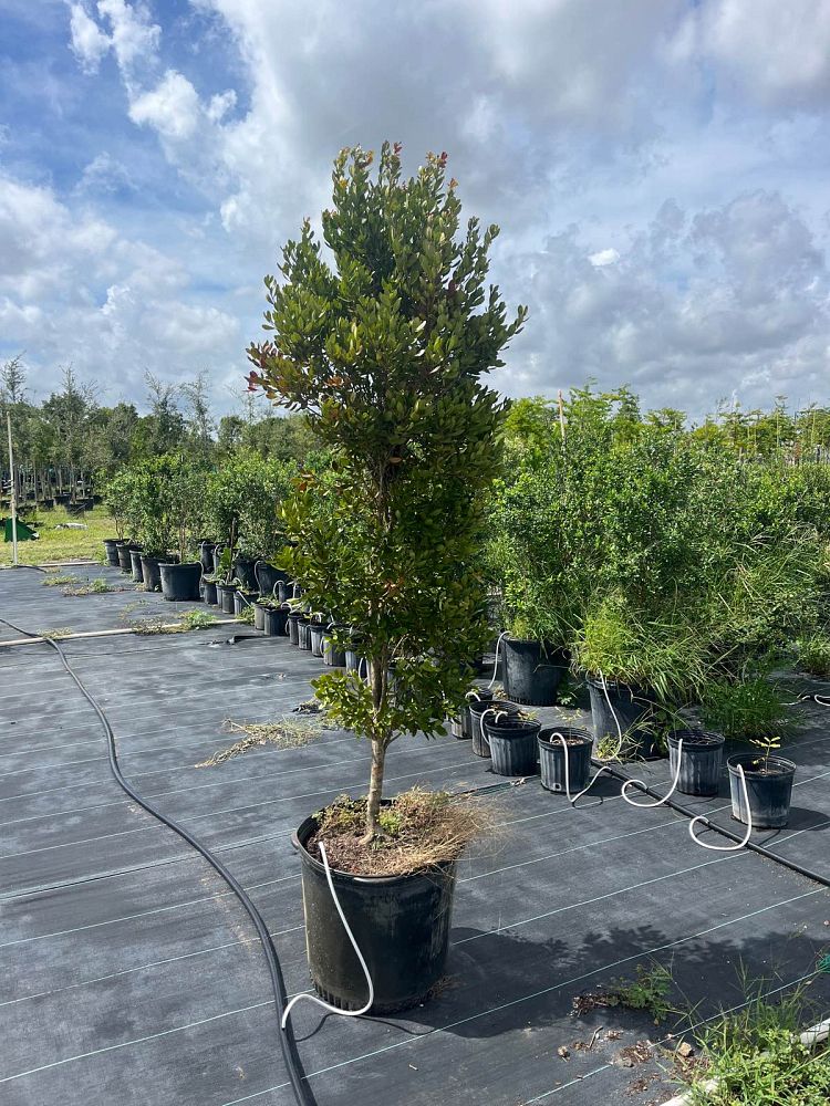eugenia-foetida-spanish-stopper