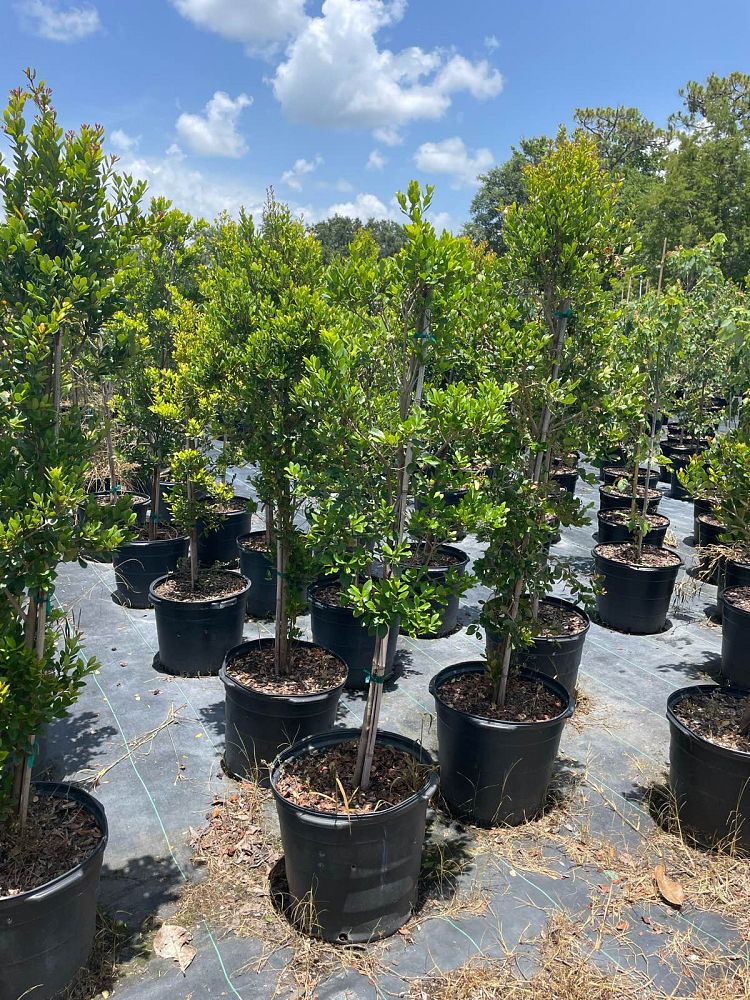 eugenia-foetida-spanish-stopper