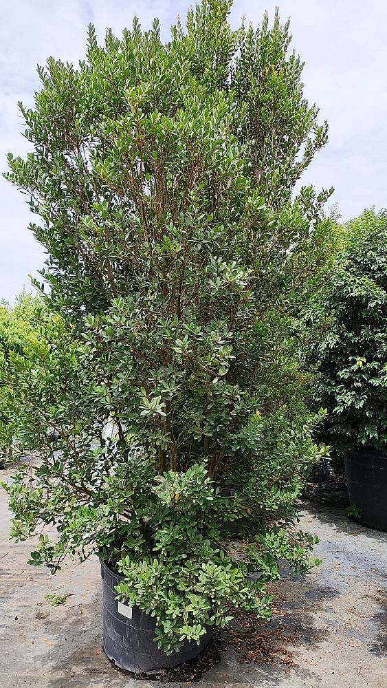 eugenia-foetida-spanish-stopper