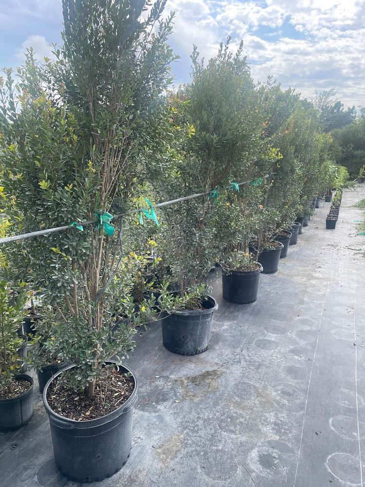 eugenia-foetida-spanish-stopper