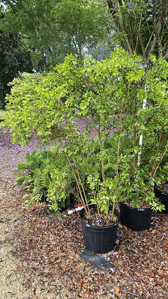 eugenia-foetida-spanish-stopper