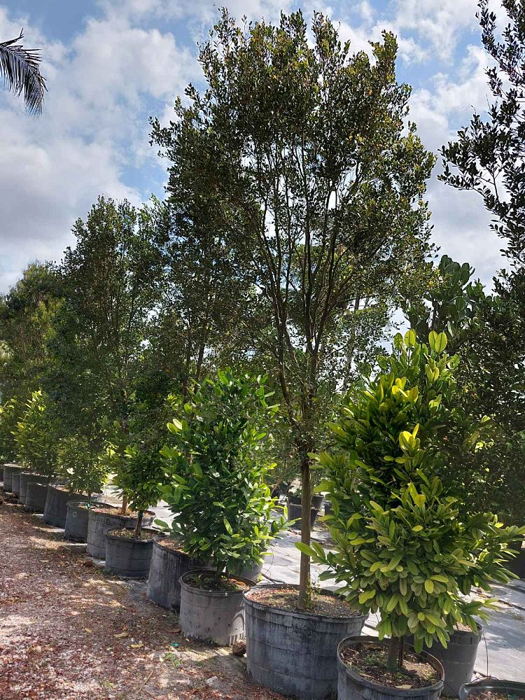 eugenia-foetida-spanish-stopper